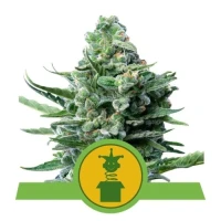 Royal Jack Automatic by Royal Queen Seeds 3 Seeds