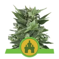 Royal Kush Automatic by Royal Queen Seeds 1 Seed