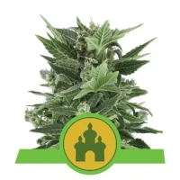 Royal Kush Automatic by Royal Queen Seeds 5 Seeds