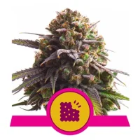 Biscotti by Royal Queen Seeds 5 Seeds