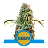 Royal CBDV Automatic by Royal Queen Seeds 1 Seed