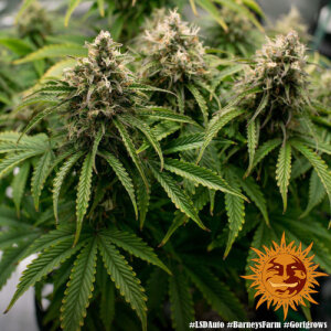 LSD Automatic - Barney`s Farm