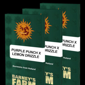Purple Punch x Lemon Drizzle by Barney`s Farm