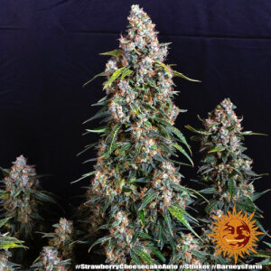 Strawberry Cheesecake Automatic - Barney`s Farm