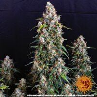 Strawberry Cheesecake Automatic by Barney`s Farm 1 Seed