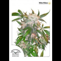 White Widow - Dutch Passion Feminised Seeds 1 Seed