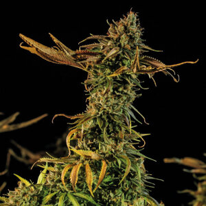Blueberry Headband - Humboldt Seed Organization