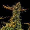 Blueberry Headband - Humboldt Seed Organization