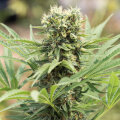 Dedoverde Haze - Humboldt Seed Organization