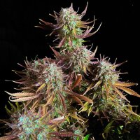 Guava Automatic - Fast Buds