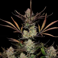 Apple Strudel Automatic by Fast Buds 1 Seed