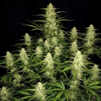 Papaya Cookies Automatic by Fast Buds 3 Seeds