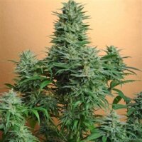 Papaya by Nirvana - 5 Seeds