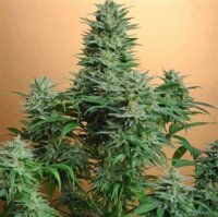 Papaya - Nirvana Seeds - 5 Samen