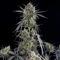 Pound Cake Automatic by Fast Buds
