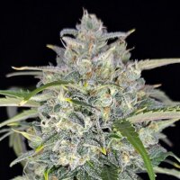 Sour Jealousy Automatic by Fast Buds