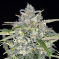 Sour Jealousy Automatic - Fast Buds