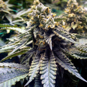 Chocolate Mint OG 2.0 by Humboldt Seed Organization