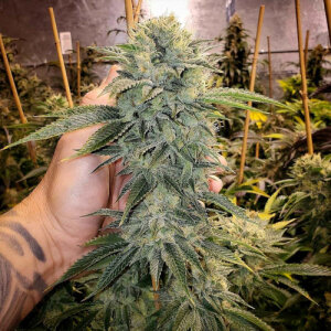Geist OG Fast Flowering - Humboldt Seed Organization