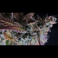 Raspberry Cough - Nirvana Seeds - 5 Samen