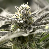 OGKZ Automatic by Humboldt Seed Organization