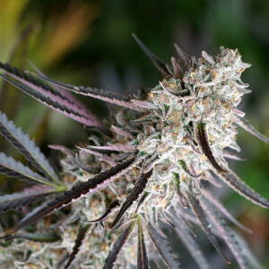 Peanut Butter Breath Fast Flowering by Humboldt Seed Organization