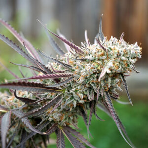 Ice Cream Cake Fast Flowering by Humboldt Seed Organization