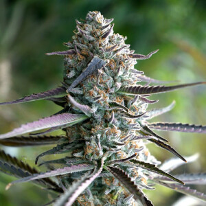 Runtz Fast Flowering - Humboldt Seed Organization