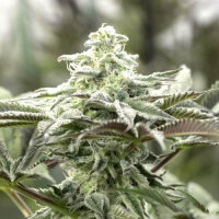 Lemon Citron by Humboldt Seed Organization