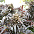 Ghost of NYC - Humboldt Seed Organization
