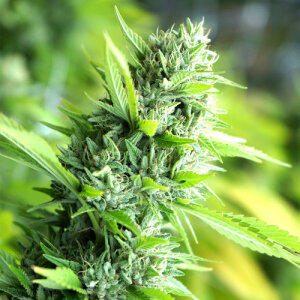 Banana Sapphire - Humboldt Seed Organization