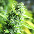 Banana Sapphire - Humboldt Seed Organization