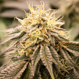 SundogZ by Humboldt Seed Organization