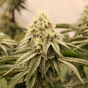Sunset Bride by Humboldt Seed Organization