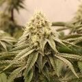Sunset Bride by Humboldt Seed Organization
