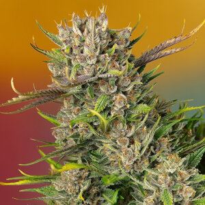 Papaya Zoap Automatic - Sweet Seeds