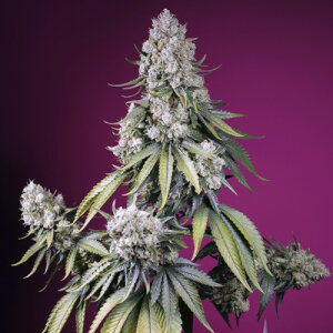 Jealousy Z XL Automatic by Sweet Seeds