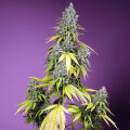 Jet Fuel Mandarine XL Automatic - Sweet Seeds