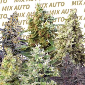 Sweet Mix Automatic - Sweet Seeds