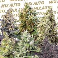 Sweet Mix Automatic by Sweet Seeds 10 Samen