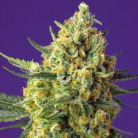 Crystal Candy XL Automatic by Sweet Seeds