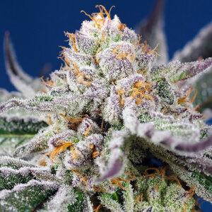 Orange Apricot Glue XL Automatic - Sweet Seeds