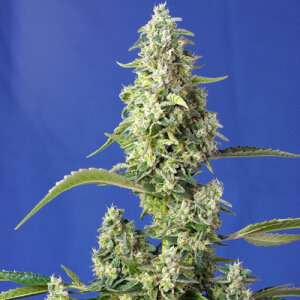 Gorilla Girl XL Automatic - Sweet Seeds