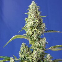 Gorilla Girl XL Automatic by Sweet Seeds