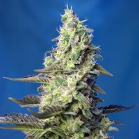 Green Poison XL Automatic - Sweet Seeds