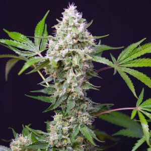Sweet Amnesia Haze XL Automatic - Sweet Seeds