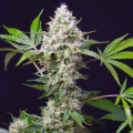 Sweet Amnesia Haze XL Automatic - Sweet Seeds