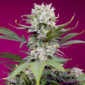 Sweet Mandarine Zkittlez XL Automatic by Sweet Seeds