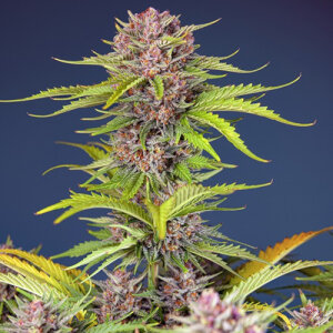 Mimosa Bruce Banner XL Automatic - Sweet Seeds