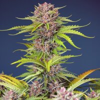 Mimosa Bruce Banner XL Automatic - Sweet Seeds